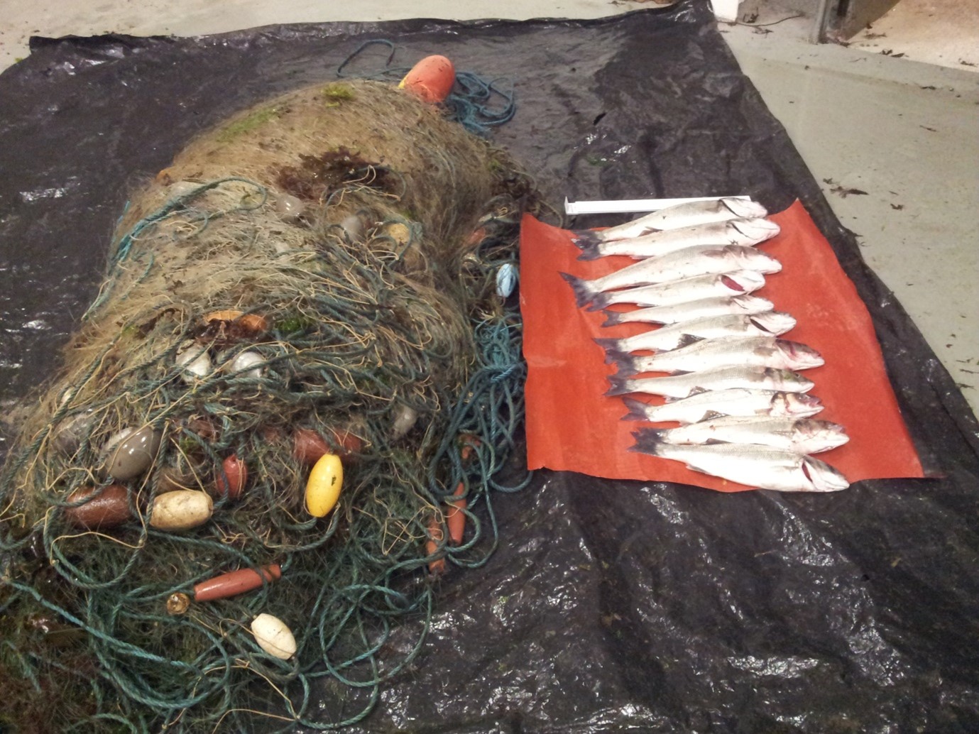 Bass and nets seized