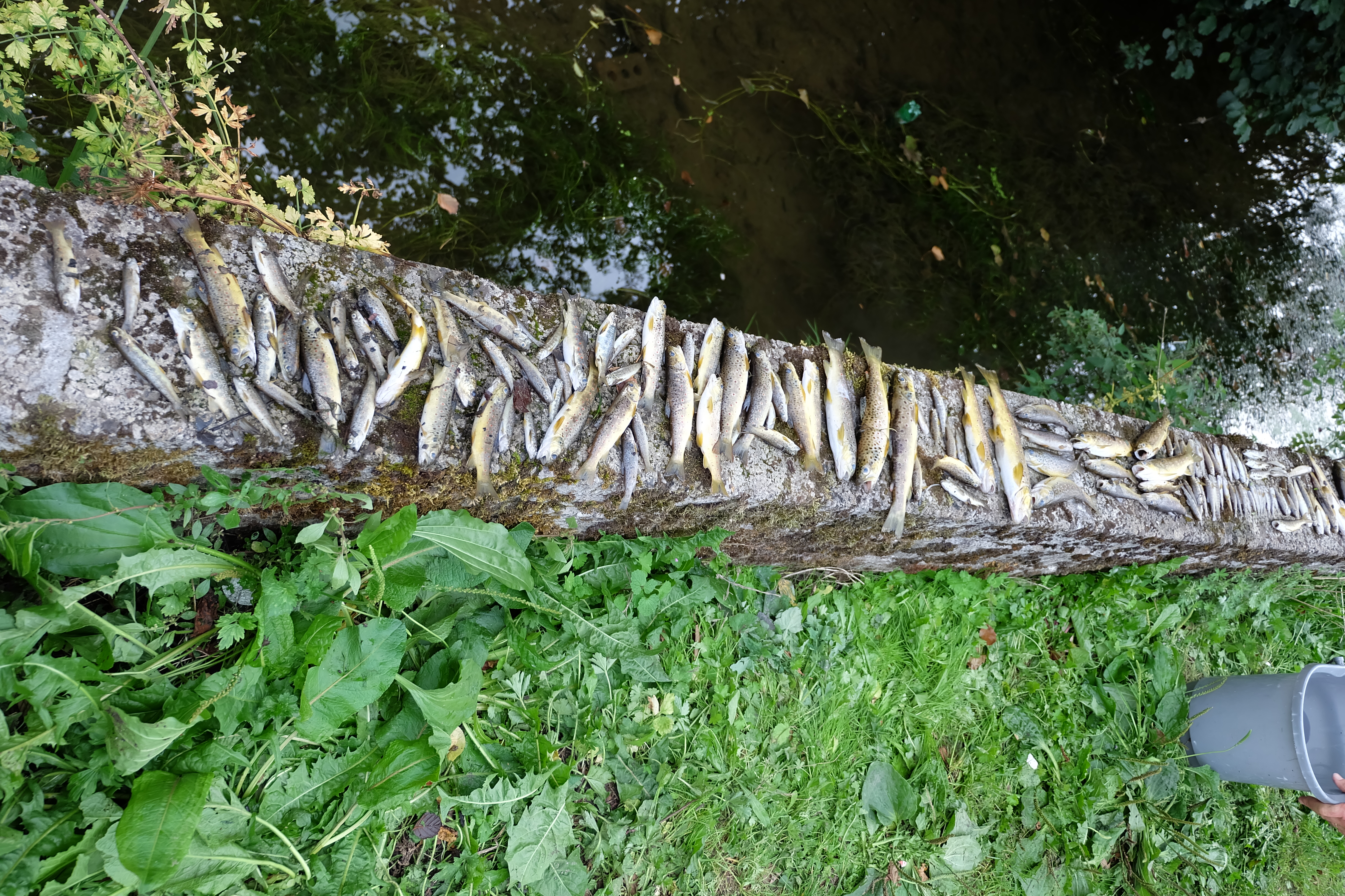 Dead Trout &amp; Lamprey