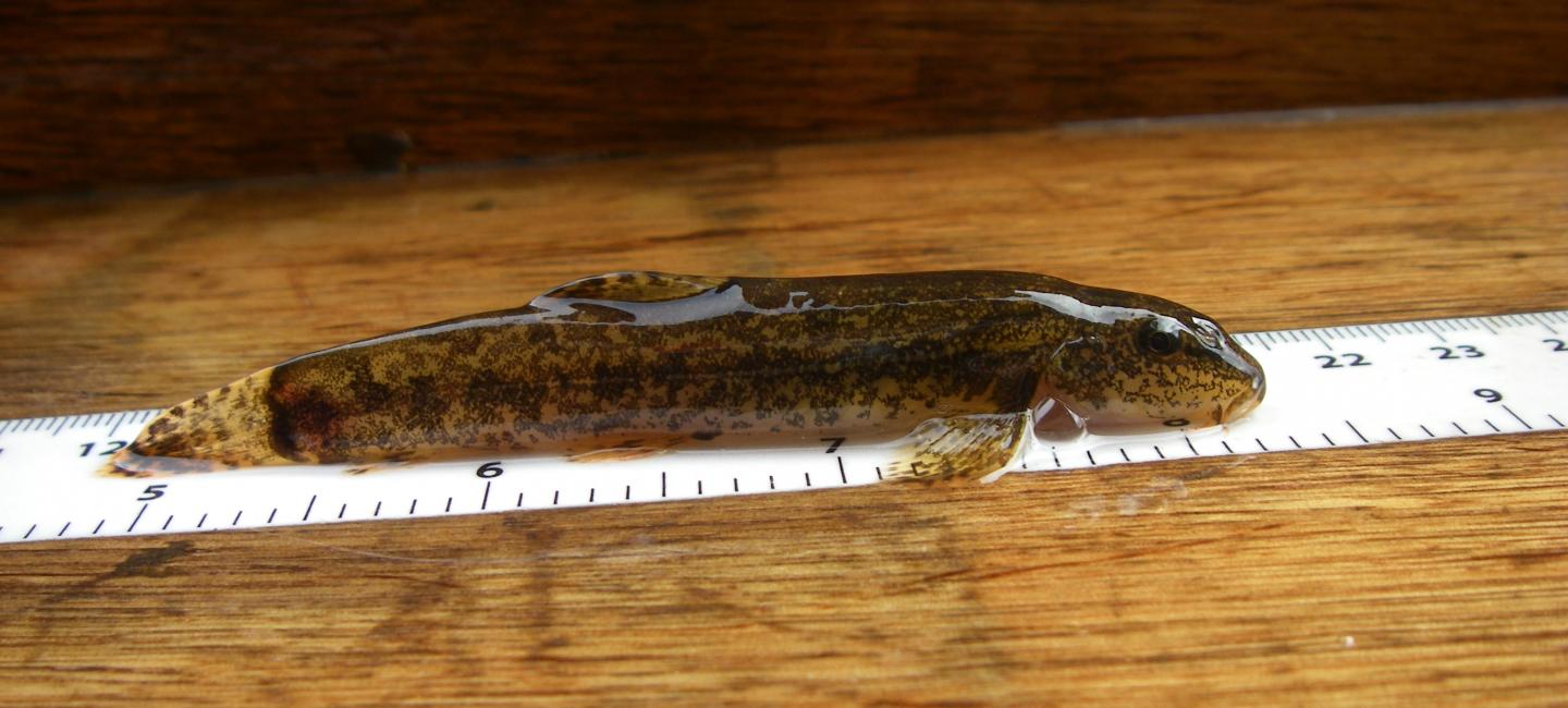 Loach on sale