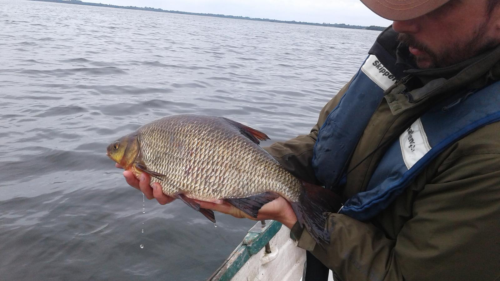 Roach Rutilus rutilus Inland Fisheries Ireland